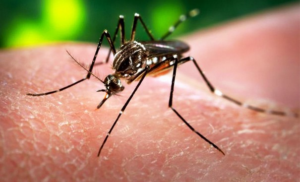 WHO Warns Massive Spread of Zika Virus in the Americas