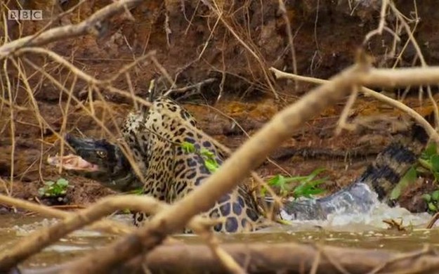 Jaguar crushes crocodile’s skull in Planet Earth 2