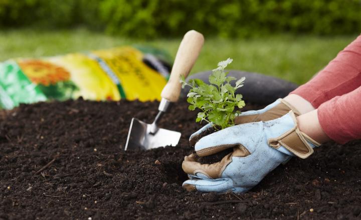 Health Benefits of Gardening