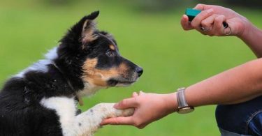 Dog training tips to teach your loving pet how to protect the family