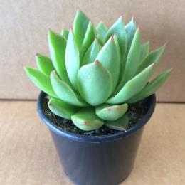 Buy Plants online - Echeveria agavoides Pioneer