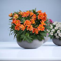 Buy Plants online - Isabella PBR