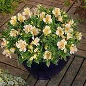 Buy plants online - alstromeria fabiana