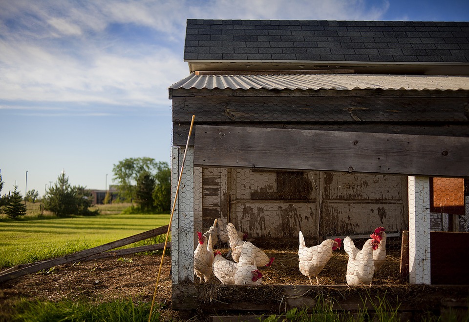 Chicken Coops