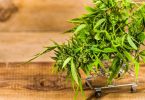 online weed stores