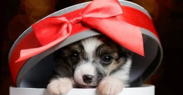 How To Give Pets as Gifts