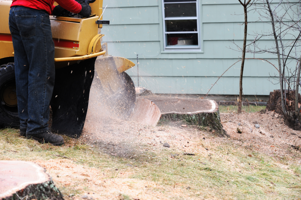 How to Find Stump Grinding and Removal Services Near You