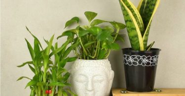 Low Maintenance Indoor Plants Perfect for Gifting Your Dear Ones