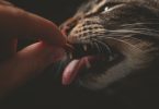 Hypoallergenic Cat Food