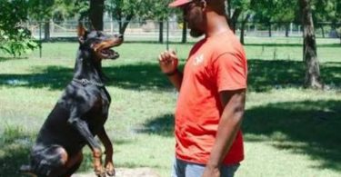 Dog Trainer Houston