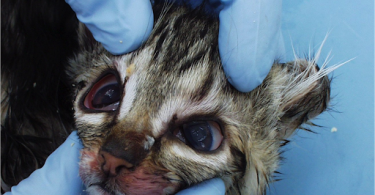 Feline Infectious Enteritis
