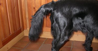 Limber Tail Syndrome In Dogs