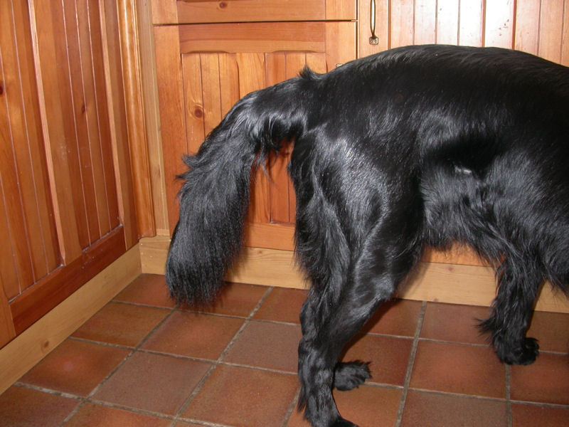 Limber Tail Syndrome In Dogs