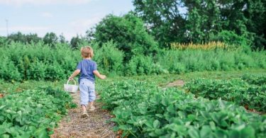 Producing Your Own Food
