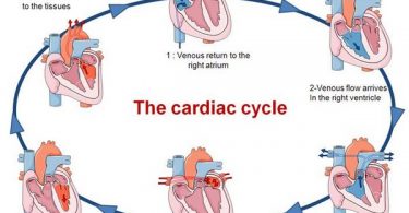 Phases of Cardiac Cycle