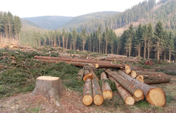 How Infrastructure Development is Depleting the Forest Cover