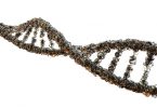 MTHFR Gene Mutations