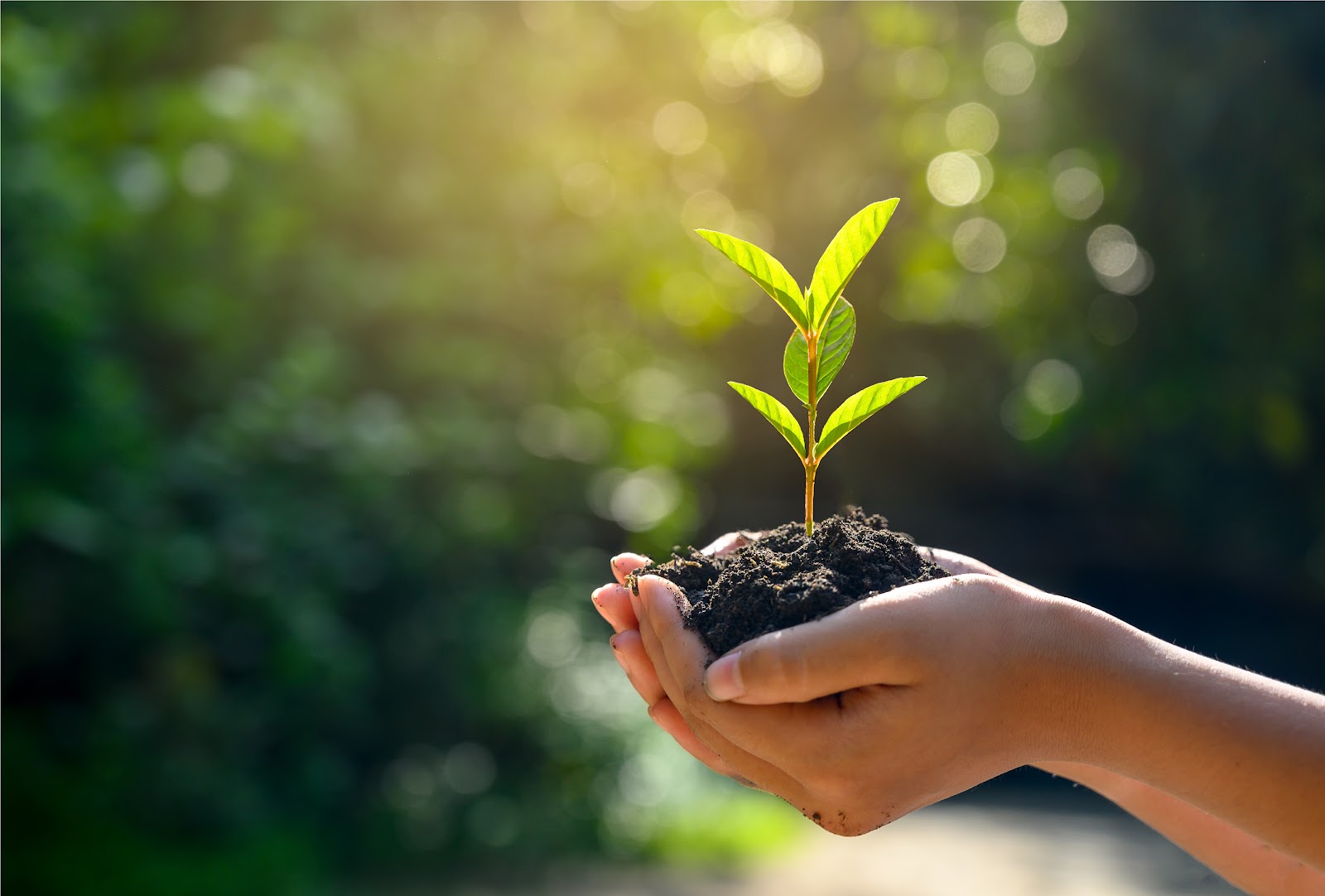 What Is Environmental Health