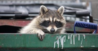 Ideas for Keeping Critters Out of Your Trash