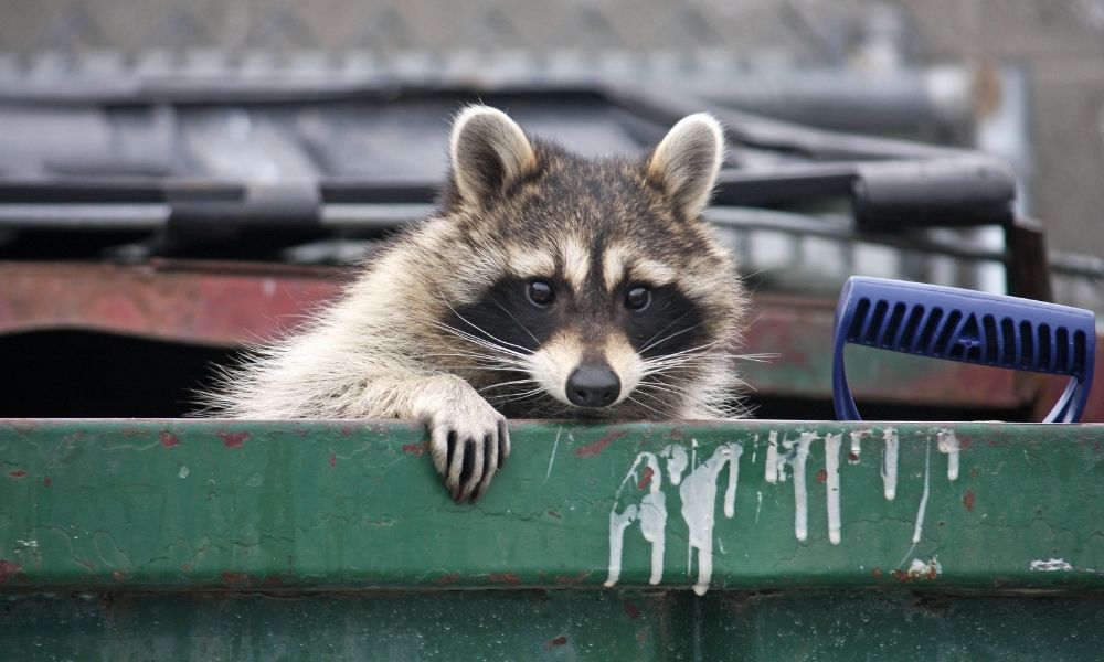 Ideas for Keeping Critters Out of Your Trash