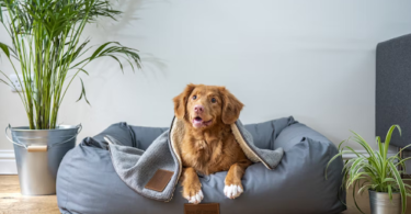 Renting a Home With Your Dog