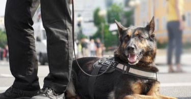 What You Should Know Before Becoming a K9 Officer