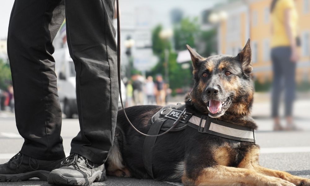 What You Should Know Before Becoming a K9 Officer