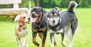 Impressive Dog Breeds