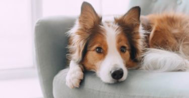 Tips and Tricks for Calming Your Anxious Dog
