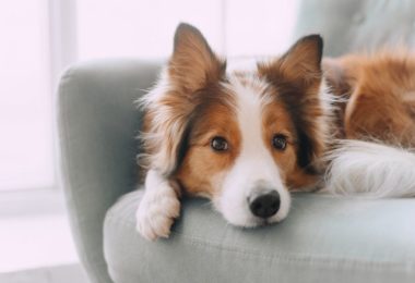 Tips and Tricks for Calming Your Anxious Dog