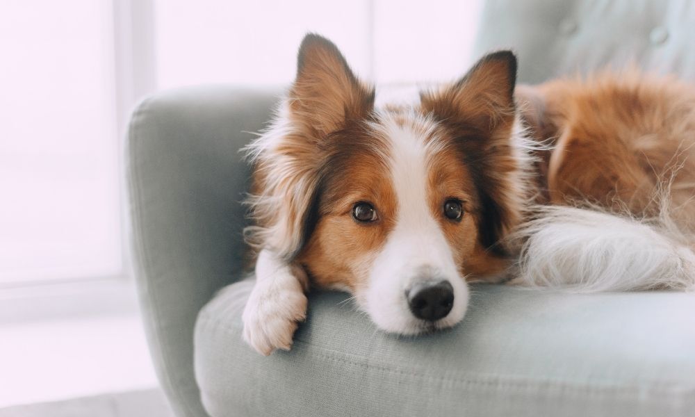 Tips and Tricks for Calming Your Anxious Dog