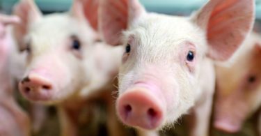 Tips for Starting Your First Livestock Farm