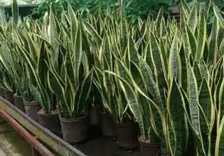 snake plant