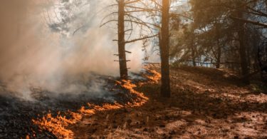 Understanding the Elements of a Wildfire
