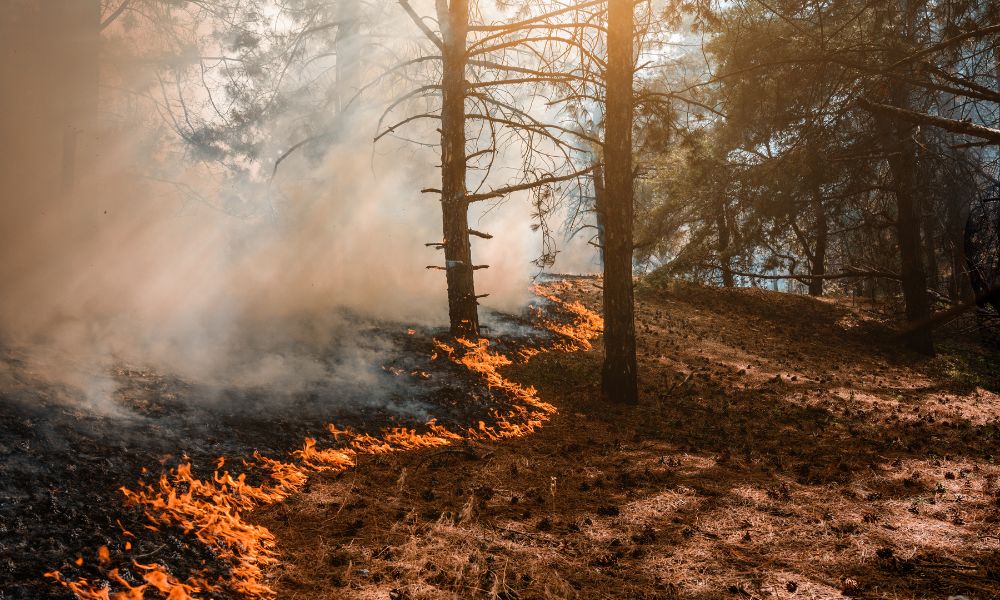 Understanding the Elements of a Wildfire