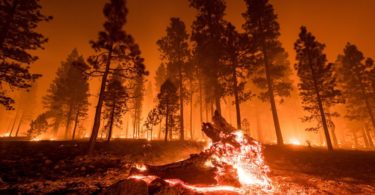 The Largest Wildfires in the History of the World