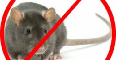 rodent pest control in Sydney