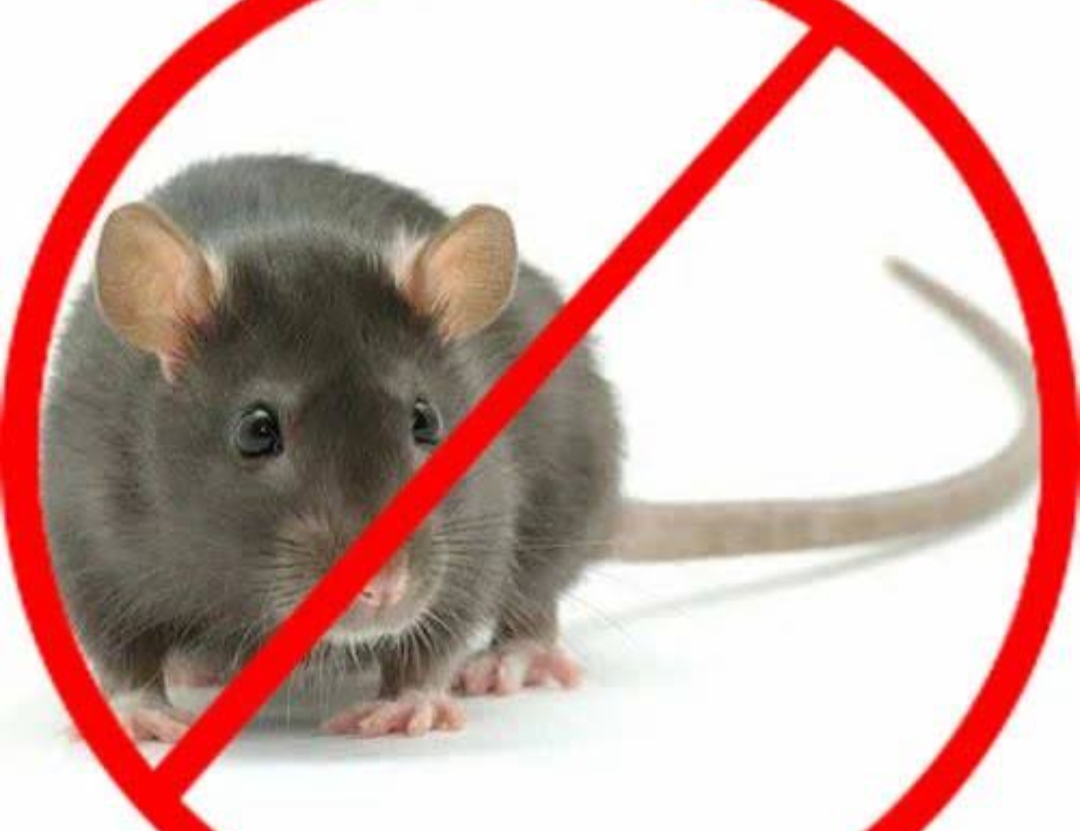 rodent pest control in Sydney