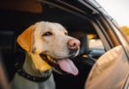 5 Ways To Stay Safe When Traveling With Your Dog