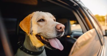 5 Ways To Stay Safe When Traveling With Your Dog