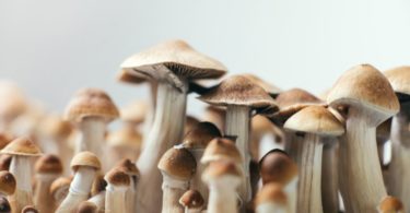 Magic Mushrooms’ Role in a Variety of Religious Experiences