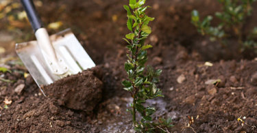 Gardening with Organic Seeds How Its Different Than Traditional Gardening