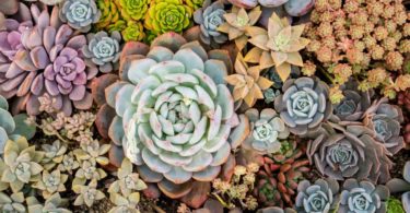 How To Take Care of Succulents in Autumn