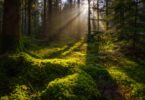 Tips For Surviving The Great Outdoors