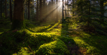 Tips For Surviving The Great Outdoors