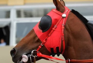 Ride In Fly Mask For Your Horse