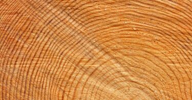 The detailed texture of a freshly cut log cross section.