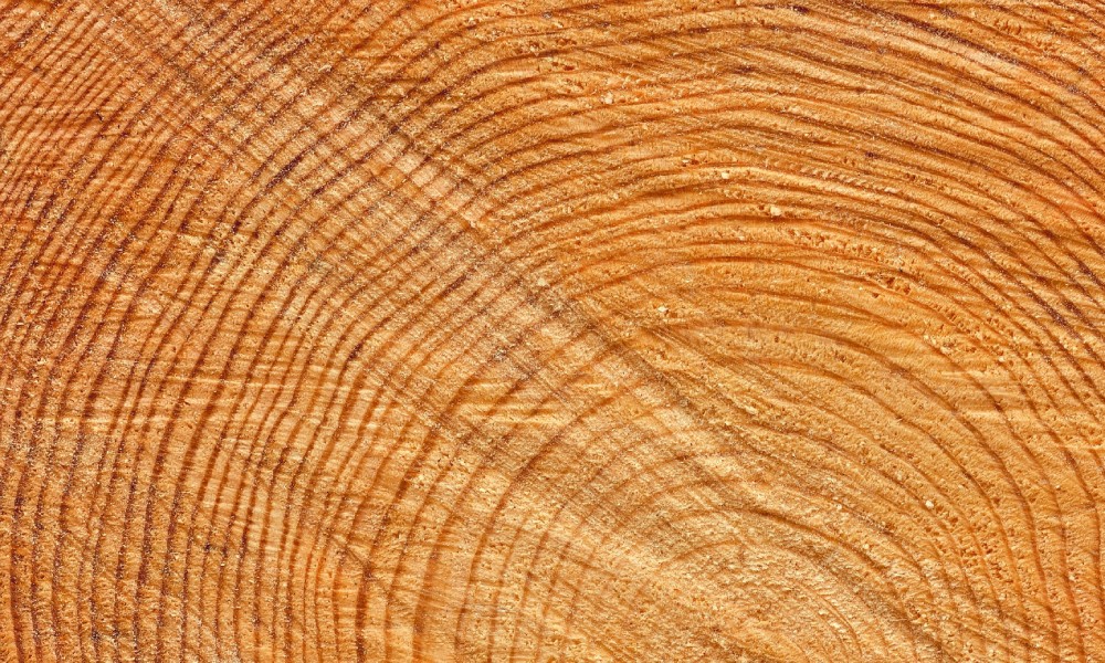 The detailed texture of a freshly cut log cross section.