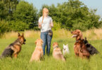 Dog Trainers