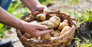 Why farms should consider growing mushrooms